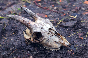 The goat's skull lies on the dark, wet ground