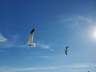 Sky Cloud Bird Beak Wing Feather