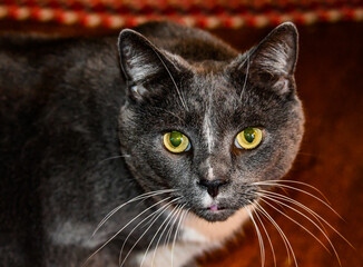 Inquisitive Cat, Attempting to Me Mischief  Any Way He Can