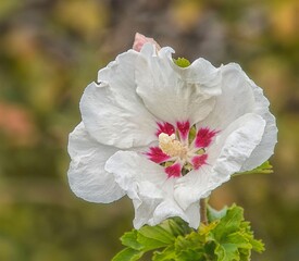 Wei&szlig;e Hibiskusbl&uuml;te