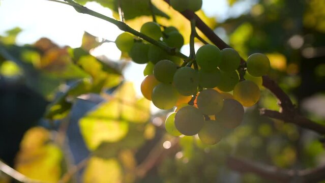 Close-up of a bunch of grapes of white wine in a vineyard in the sunset sun