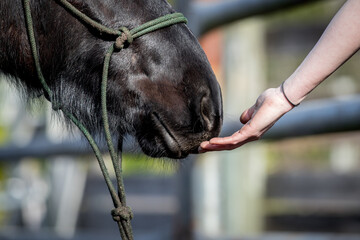 hand reaching out to touch muzzle of young mustang horse