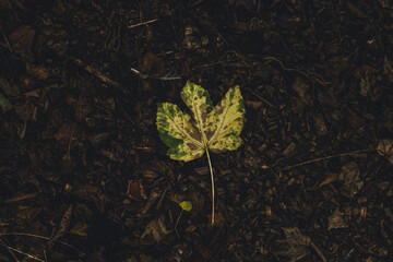 Leaves dying slowly from the tree