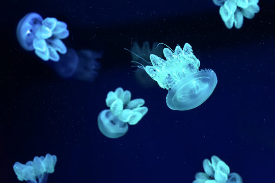 Group of blue fluorescent jellyfish swimming underwater aquarium pool. The Lychnorhiza lucerna marble jellyfish in dark water, ocean. Theriology, tourism, diving, undersea life.