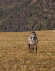 Wild horse in a Western landscape.