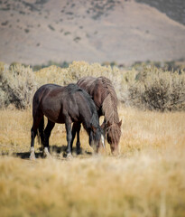 Wild horse pair grazing together.