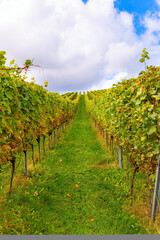 Fototapeta na wymiar Smooth rows of vineyards
