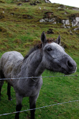 Obraz premium white horse in the field