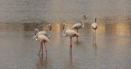 flamingos in the lake