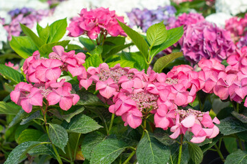 Hydrangea. Beautiful multicolored hydrangea flowers. Exhibition market of hydrangea flowers