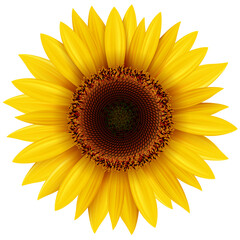 Sunflower isolated, yellow flower realistic icon illustration.