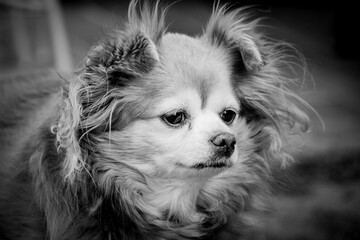 Long Haired fluffy female chihuahua hanging outside