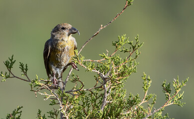 Common Crossbill Loxia curvirostra perching on a tree