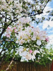 Spring tree blossom