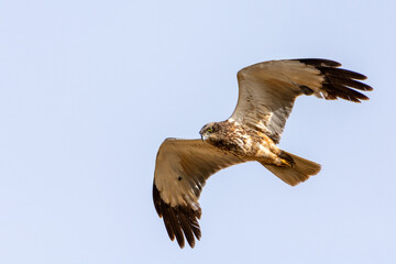 Western Marsh Harrier in Flight