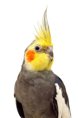 オカメインコ　アップ　白バック