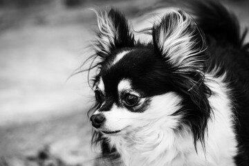 Black and White Long Hair Chihuahua