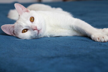 Fototapeta na wymiar Beautiful white cat lying on a blue blanket / background, cat with yellow eyes in the foreground, close-up, portrait of a white cat