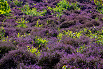 Selective focus bush of wild purple flowers Calluna vulgaris (heath, ling or simply heather) is the...