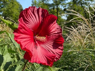 Red HIBISCUS flower beautiful ornamental tropical plant in garden