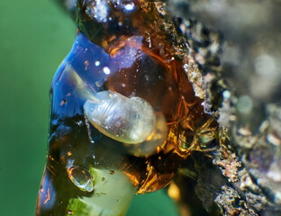 
Teket is the resin of a cherry tree.