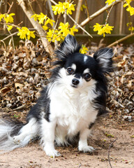 Long Hair Chihuahua in Spring