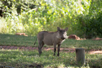 Warthog, Namibia, Waterberg