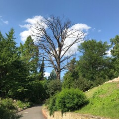 A Dry Tree among Lush Greenery