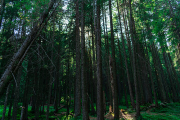 Obraz premium dense coniferous forest. beautiful forest background