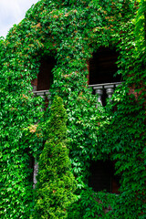 Mansion overgrown with manhole. The house that vines the grapes. House overgrown with ivy