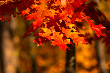 Autumn background with red leaves