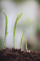 Fresh Garlic sprout vegetable close up