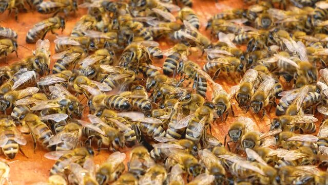 Many bees crawl on a wooden frame inside a beehive in an apiary. Production of natural bee honey