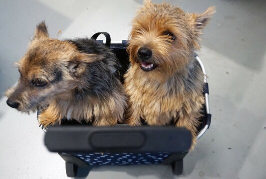Zwei kleine braune Yorkshire-Hunde in rollendem blauen Einkaufswagen mit wei&szlig;em Punktemuster in Gesch&auml;ft 
