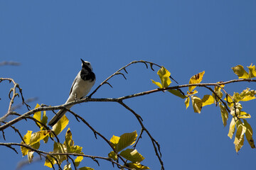 bird on a branch, Motacilla alba, Rugen, Germany