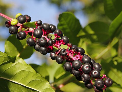 Black And Green Growing Fruits Iof Pokeweed-Phytolacca Americana