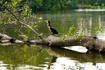 Black_bird_fallen_tree