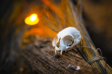 Cat's skull on a wooden background in a circle of candles during a magic ritual. Props for Halloween.