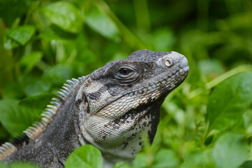 iguana 