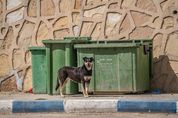 Stray black dog in front of garbage bins in morocco