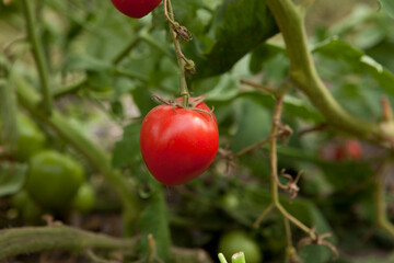 tomate rojo en cosecha