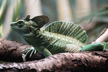 iguana on a branch