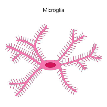 Microglial cell, a type of neuroglia. Vector illustration.
