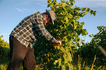 Side view elder winegrower man in hat bent over grapevine pluck a bunch to check the quality. A...