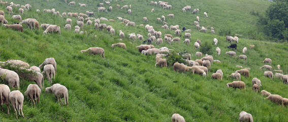 flock with many white shorn sheep grazing in the mountains