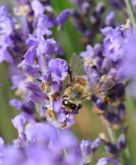 bee while sucking nectar from lavender flower in the field