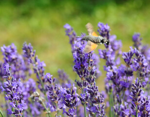 hummingbird hawk-moth insect that flies flapping its wings very quickly on the lavender flowers
