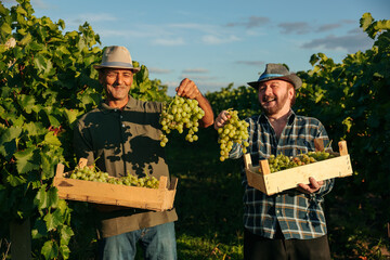 Front view looking at camera smile happy in vineyard two elderly winegrower men in one hand a box in the other a bunch of grapes. Farmers brothers joyfully and proudly show the harvest.