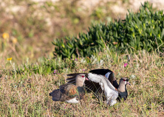 Photograph of a Southern lapwing. The bird was found on the beach of Xangri-l&aacute;, in Rio Grande do Sul, Brazil.
