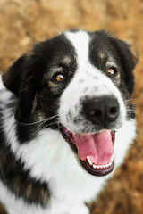 Tornjak dog - detail portrait